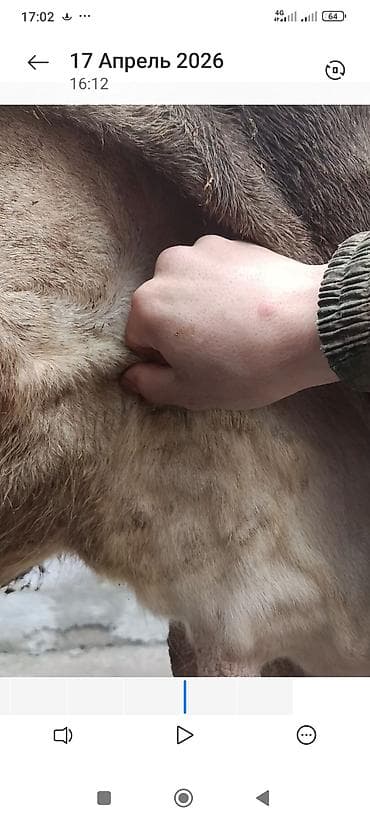 кара джигач: Продаю | Корова (самка) — 4