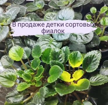 саженцы банана: Крупные детки сортовых фиалок (сенполий) - В наличии детки различных — 4