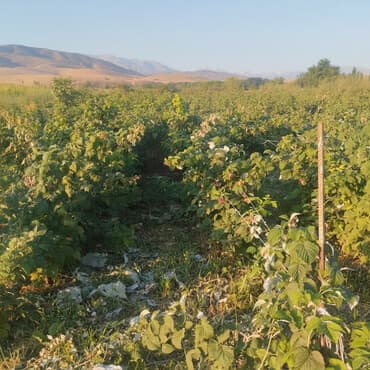 продаю дом с новопавловка: 1000 соток, Для сельского хозяйства, Договор купли-продажи — 1