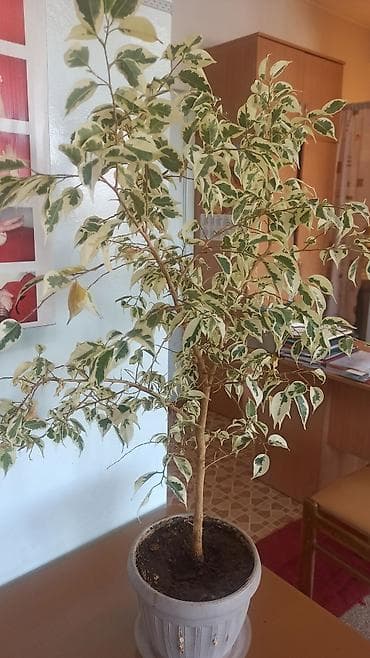 Фикус Беджамина