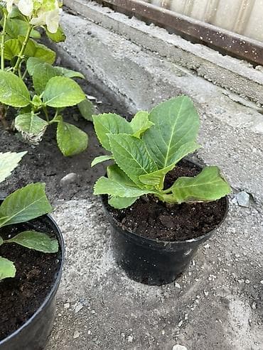 солнце: Саженцы — 8