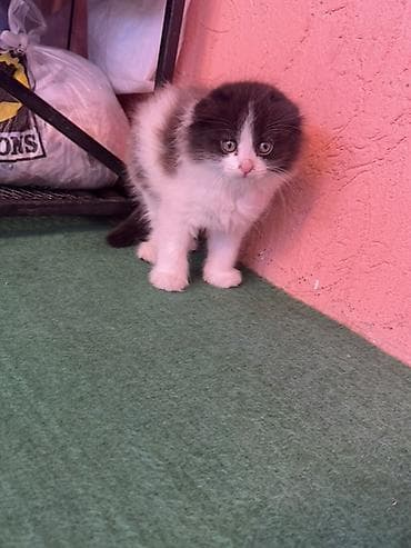 кичинекей мышык: Скотиш Фолд (Шотландиялык шалпаң кулак), 2 айлык, Эркек, Биколор, Лотокко барууга үйрөтүлгөн — 4