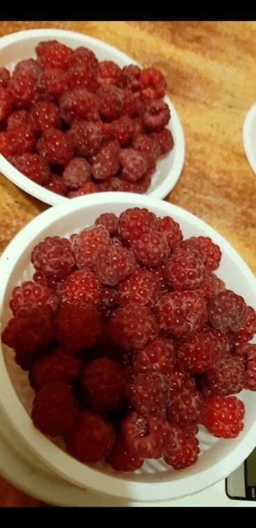 Газон: Продаю саженцы крупной ремонтантной малины, корень 30сом
Новопавловка — 4