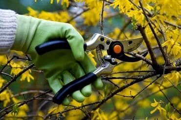 Уборка территории, Уход за деревьями