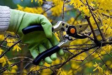 hyperx cloud core: Уборка территории, Уход за деревьями — 1