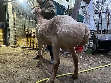 козы зааненская: Продаю | Баран (самец) | Арашан | На забой, Для разведения, Для шерсти | Племенные, Осеменитель, Ягнившаяся — 3