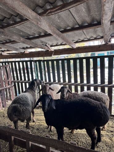каракол животные: Продаю | Баран (самец) | На забой | Племенные, Осеменитель — 5