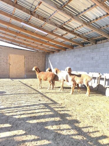 Продаю | Овца (самка), Ягненок | Арашан | Для разведения | Ярка — 7