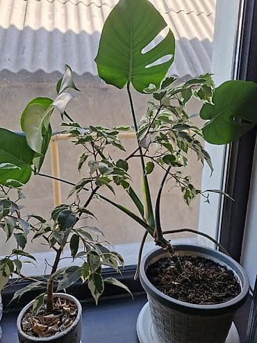 Монстера deliciosa в горшке - Комнатное тропическое растение с at lalafo.kg Монстера deliciosa в горшке - Комнатное тропическое растение с