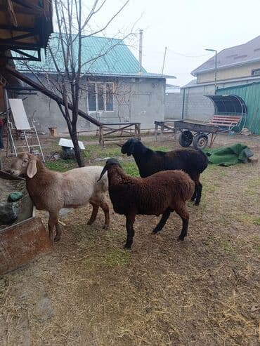 где можно купить кошку в бишкеке: Продаю | Ягненок, Баран (самец) | Арашан | На забой, Для разведения, Для шерсти | Племенные, Осеменитель — 1
