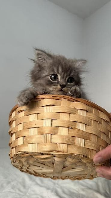 продам котят шотландских: Продаются пушистые шотландские котята, длинношерстные, окрасы: серый — 3