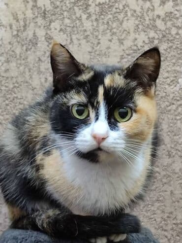 кошка в добрые руки: Замечательная кошка в поиске дома. Привезём сами — 6