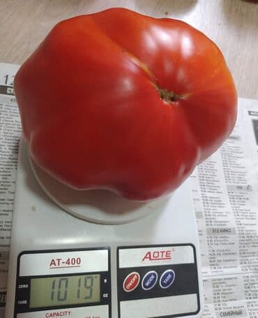 рассада помидор купить: Уруктар жашылчалардын: Помидорлор, Өзү алып кетүү — 1