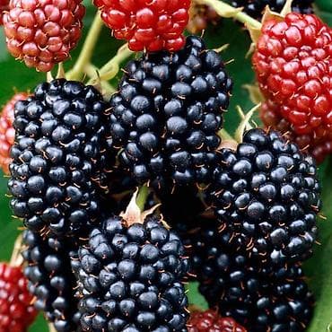 упаковочная бумага оптом: Продам саженцы эжемалина сорт триумф фри цена договорная — 1