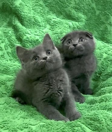 Скотиш Фолд (Шотландская вислоухая), 2 месяца, Мальчик, Голубой, Приучена к лотку