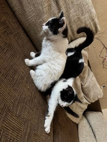 во сколько месяцев стерилизовать кошку: 2 месяца, Мальчик — 3