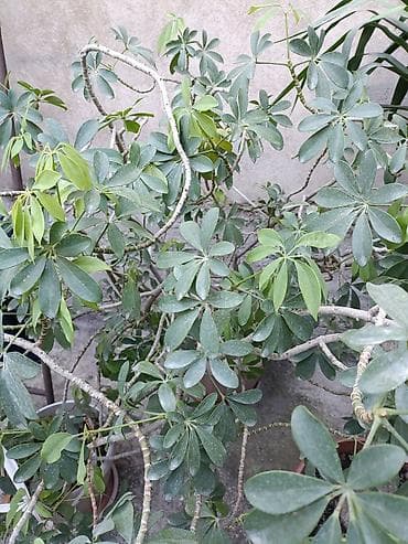 Шефлера (Schefflera arboricola) в горшке. - Крупное комнатное