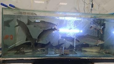 купить икру красную: Рыбный магазин – всегда свежие дары воды! У нас вы найдёте широкий — 1