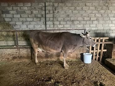 голуби почтовые: Уй сатылат — 3