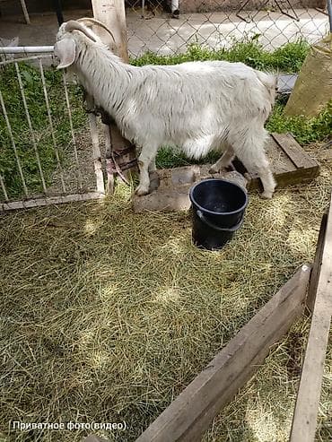 карликовые козы: Продаю | Коза (самка) | Для разведения — 3