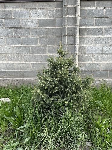свечка: Ель (вероятно, канадская/серая, Picea glauca), компактная — 5