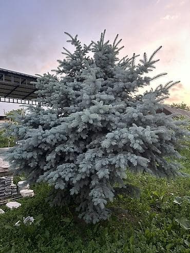 Ель голубая высота 3-метра (Picea pungens) — взрослая декоративная lalafo.kg да Ель голубая высота 3-метра (Picea pungens) — взрослая декоративная