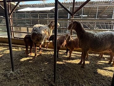 Баран, овца: Продаю | Овца (самка) | Эдильбаевская | Для разведения | Племенные — 4