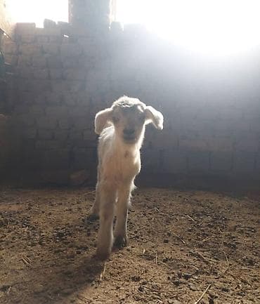 куплю козу на молоко: Продаю | Козлёнок | Для разведения | Племенные — 7