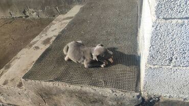 собаки каракол: Щенок, серо-белый окраc, короткая шерсть. Компактный, с крепким — 1