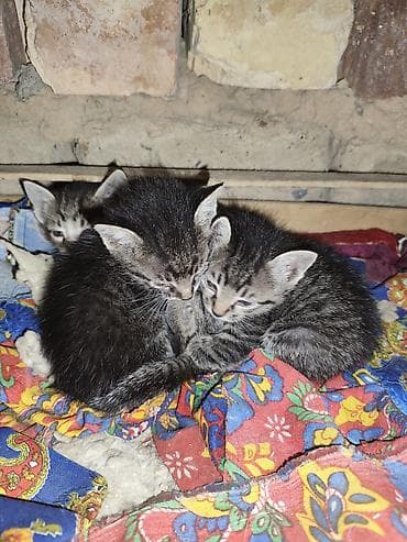 кошка малинкый: Отдам даром: трое котят с мамой - Количество: 3 котёнка + мама-кошка — 6