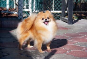 Вязка собак: Шпиц, 3 года, Самка — 4