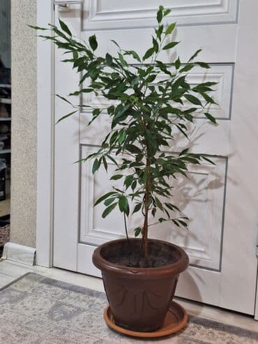 фикус пальма: Срочно срочно не дорого каждая по 1100 сомов. Продаю комнатные — 7