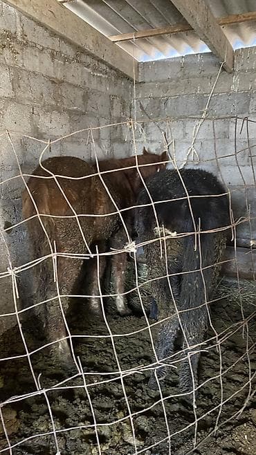 кунан ат: Продаю | Жеребенок — 6