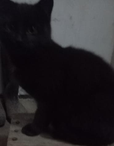 кошачий приют: Отдам котов/кошек в хорошие руки. Возраст: 5 месяцев Нужно будет — 4