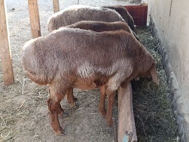 продажа щенков немецкой овчарки с документами в бишкеке: Продаю | Овца (самка), Ягненок, Баран (самец) | Полукровка | Для разведения | Ярка — 6