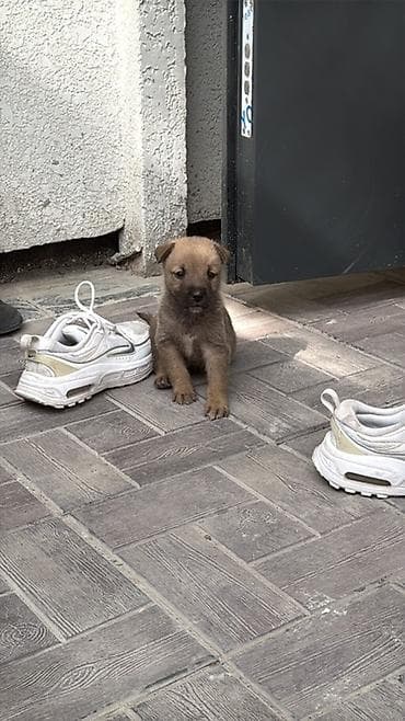 Собаки: Собака даром: Дворняжка, 1 месяц, Самец — 1