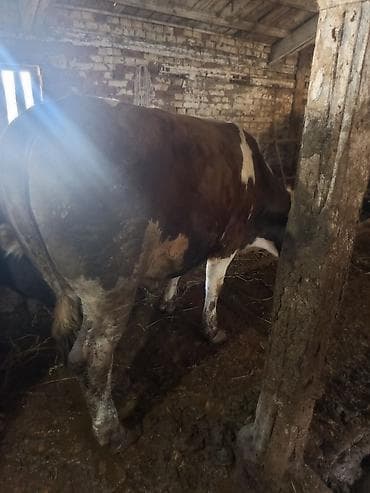 бык парода бельгиский: Продаю | Бык (самец) | На откорм — 4