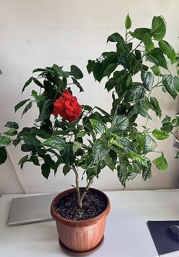 баа: Гибискус китайский (Hibiscus rosa‑sinensis), сорт с махровыми крупными — 3