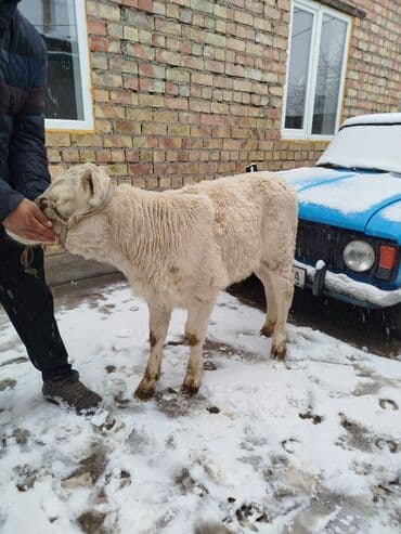 романский кой: В шарале двухмесячный тёлочка — 6