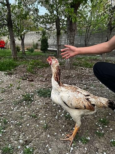 селекци: Продаю | Петух | Бойцовая | Для разведения — 4