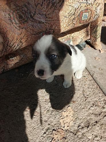Щенок, окраc бело-черный с темной маской на мордочке и крупным темным