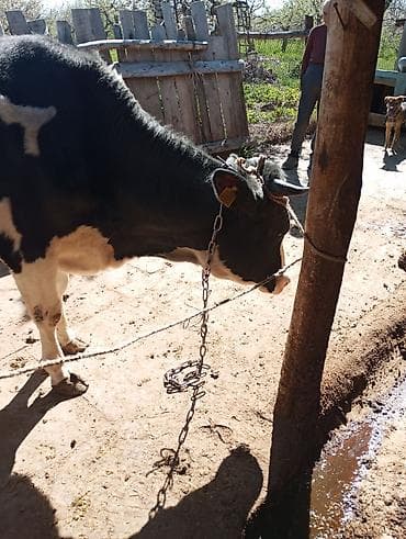 рыбы купить: Продаю | Корова (самка) | Голштин | Для молока | Привязанные — 9