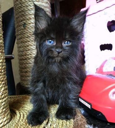 мэй кун: Котята Мейн-куны 🥳🥳🥳 продажа Элитных котята Мейн-куны, чистокровные — 2