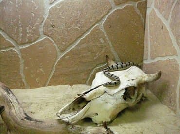 зоомагазин бишкек рядом: Террариумы для экзотических питомцев — 1