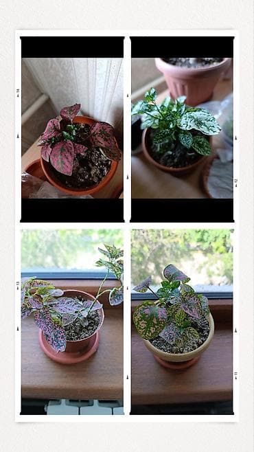фикус с белыми листьями: Гипоэстес (Hypoestes phyllostachya) «пятнистый» в горшке,есть белый — 1