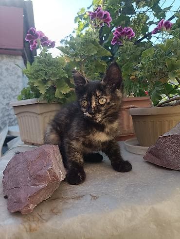 кошка котёнок: Кошка даром: Беспородная, 2 месяца, Девочка, Приучена к лотку — 6