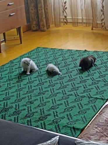 отдам кошечку в добрые руки: Котята . отдам в хорошие руки. - На фото — помет из трёх котят: два — 2
