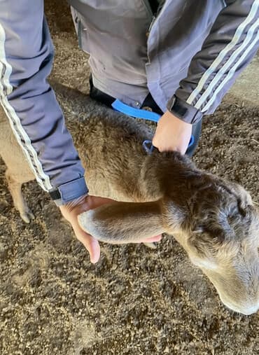 сколько стоит питбуль собака: Продаю | Ягненок | Арашан | Для разведения | Племенные — 1