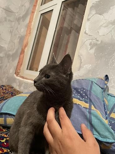 хорек купить: Кошка даром: Русская голубая, 5 месяцев, Девочка — 4