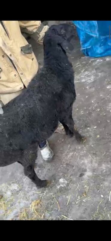 кочкор кой: Сатам | Кочкор (эркек) | Көбөйтүү үчүн — 1